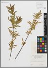 Foto von Salix triandra L.